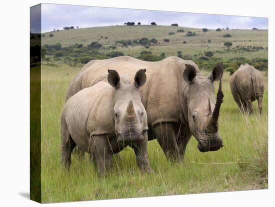 White Rhino, and Calf, Ithala Game Reserve, Kwazulu Natal, South Africa-Toon Ann & Steve-Stretched Canvas