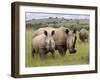 White Rhino, and Calf, Ithala Game Reserve, Kwazulu Natal, South Africa-Toon Ann & Steve-Framed Photographic Print