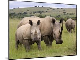White Rhino, and Calf, Ithala Game Reserve, Kwazulu Natal, South Africa-Toon Ann & Steve-Mounted Photographic Print