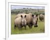 White Rhino, and Calf, Ithala Game Reserve, Kwazulu Natal, South Africa-Toon Ann & Steve-Framed Photographic Print