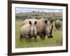 White Rhino, and Calf, Ithala Game Reserve, Kwazulu Natal, South Africa-Toon Ann & Steve-Framed Photographic Print