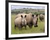 White Rhino, and Calf, Ithala Game Reserve, Kwazulu Natal, South Africa-Toon Ann & Steve-Framed Photographic Print