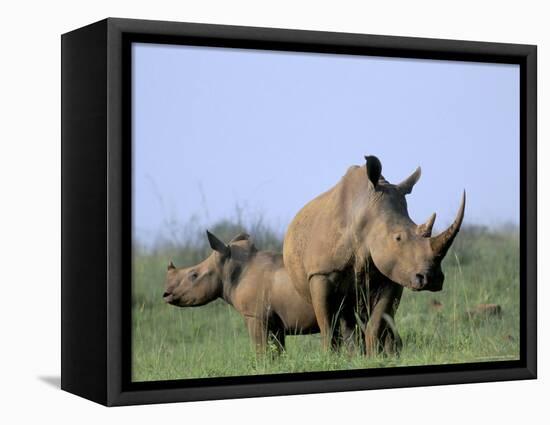 White Rhino (Ceratherium Simum) with Calf, Itala Game Reserve, South Africa, Africa-Steve & Ann Toon-Framed Stretched Canvas