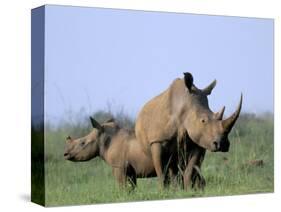 White Rhino (Ceratherium Simum) with Calf, Itala Game Reserve, South Africa, Africa-Steve & Ann Toon-Stretched Canvas