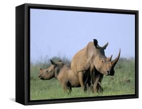 White Rhino (Ceratherium Simum) with Calf, Itala Game Reserve, South Africa, Africa-Steve & Ann Toon-Framed Stretched Canvas