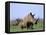 White Rhino (Ceratherium Simum) with Calf, Itala Game Reserve, South Africa, Africa-Steve & Ann Toon-Framed Stretched Canvas