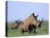 White Rhino (Ceratherium Simum) with Calf, Itala Game Reserve, South Africa, Africa-Steve & Ann Toon-Stretched Canvas