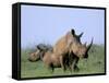 White Rhino (Ceratherium Simum) with Calf, Itala Game Reserve, South Africa, Africa-Steve & Ann Toon-Framed Stretched Canvas