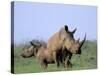 White Rhino (Ceratherium Simum) with Calf, Itala Game Reserve, South Africa, Africa-Steve & Ann Toon-Stretched Canvas