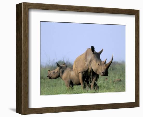 White Rhino (Ceratherium Simum) with Calf, Itala Game Reserve, South Africa, Africa-Steve & Ann Toon-Framed Photographic Print