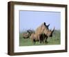 White Rhino (Ceratherium Simum) with Calf, Itala Game Reserve, South Africa, Africa-Steve & Ann Toon-Framed Photographic Print