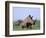 White Rhino (Ceratherium Simum) with Calf, Itala Game Reserve, South Africa, Africa-Steve & Ann Toon-Framed Photographic Print