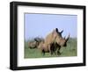 White Rhino (Ceratherium Simum) with Calf, Itala Game Reserve, South Africa, Africa-Steve & Ann Toon-Framed Photographic Print