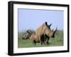 White Rhino (Ceratherium Simum) with Calf, Itala Game Reserve, South Africa, Africa-Steve & Ann Toon-Framed Photographic Print