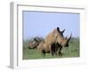 White Rhino (Ceratherium Simum) with Calf, Itala Game Reserve, South Africa, Africa-Steve & Ann Toon-Framed Photographic Print