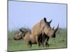 White Rhino (Ceratherium Simum) with Calf, Itala Game Reserve, South Africa, Africa-Steve & Ann Toon-Mounted Photographic Print