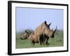 White Rhino (Ceratherium Simum) with Calf, Itala Game Reserve, South Africa, Africa-Steve & Ann Toon-Framed Photographic Print