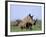 White Rhino (Ceratherium Simum) with Calf, Itala Game Reserve, South Africa, Africa-Steve & Ann Toon-Framed Photographic Print