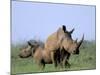 White Rhino (Ceratherium Simum) with Calf, Itala Game Reserve, South Africa, Africa-Steve & Ann Toon-Mounted Photographic Print