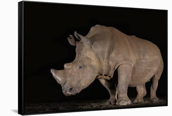 White rhino (Ceratotherium simum) at night, Zimanga private game reserve, KwaZulu-Natal-Ann and Steve Toon-Framed Stretched Canvas