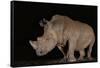 White rhino (Ceratotherium simum) at night, Zimanga private game reserve, KwaZulu-Natal-Ann and Steve Toon-Framed Stretched Canvas