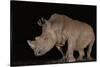 White rhino (Ceratotherium simum) at night, Zimanga private game reserve, KwaZulu-Natal-Ann and Steve Toon-Stretched Canvas