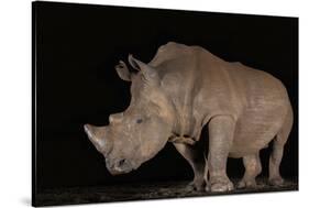 White rhino (Ceratotherium simum) at night, Zimanga private game reserve, KwaZulu-Natal-Ann and Steve Toon-Stretched Canvas