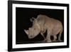 White rhino (Ceratotherium simum) at night, Zimanga private game reserve, KwaZulu-Natal-Ann and Steve Toon-Framed Photographic Print