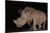 White rhino (Ceratotherium simum) at night, Zimanga private game reserve, KwaZulu-Natal-Ann and Steve Toon-Mounted Photographic Print