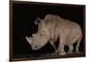 White rhino (Ceratotherium simum) at night, Zimanga private game reserve, KwaZulu-Natal-Ann and Steve Toon-Framed Photographic Print