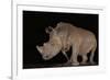 White rhino (Ceratotherium simum) at night, Zimanga private game reserve, KwaZulu-Natal-Ann and Steve Toon-Framed Photographic Print