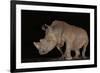 White rhino (Ceratotherium simum) at night, Zimanga private game reserve, KwaZulu-Natal-Ann and Steve Toon-Framed Photographic Print