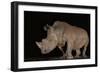 White rhino (Ceratotherium simum) at night, Zimanga private game reserve, KwaZulu-Natal-Ann and Steve Toon-Framed Photographic Print