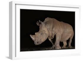 White rhino (Ceratotherium simum) at night, Zimanga private game reserve, KwaZulu-Natal-Ann and Steve Toon-Framed Photographic Print