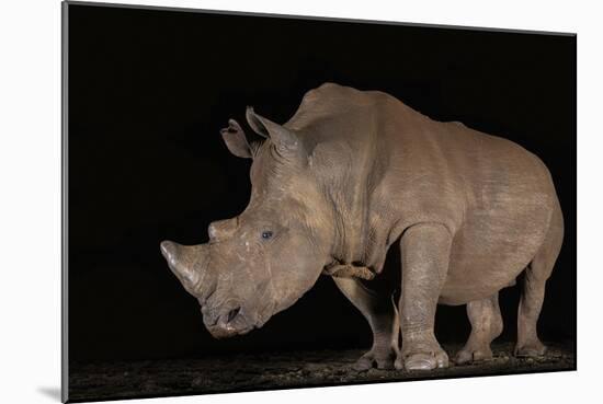 White rhino (Ceratotherium simum) at night, Zimanga private game reserve, KwaZulu-Natal-Ann and Steve Toon-Mounted Photographic Print