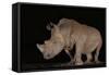 White rhino (Ceratotherium simum) at night, Zimanga private game reserve, KwaZulu-Natal-Ann and Steve Toon-Framed Stretched Canvas