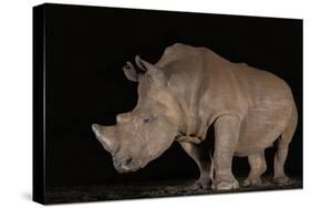 White rhino (Ceratotherium simum) at night, Zimanga private game reserve, KwaZulu-Natal-Ann and Steve Toon-Stretched Canvas