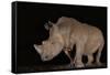 White rhino (Ceratotherium simum) at night, Zimanga private game reserve, KwaZulu-Natal-Ann and Steve Toon-Framed Stretched Canvas