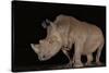 White rhino (Ceratotherium simum) at night, Zimanga private game reserve, KwaZulu-Natal-Ann and Steve Toon-Stretched Canvas