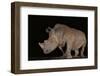 White rhino (Ceratotherium simum) at night, Zimanga private game reserve, KwaZulu-Natal-Ann and Steve Toon-Framed Photographic Print