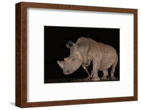 White rhino (Ceratotherium simum) at night, Zimanga private game reserve, KwaZulu-Natal-Ann and Steve Toon-Framed Photographic Print