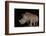 White rhino (Ceratotherium simum) at night, Zimanga private game reserve, KwaZulu-Natal-Ann and Steve Toon-Framed Photographic Print