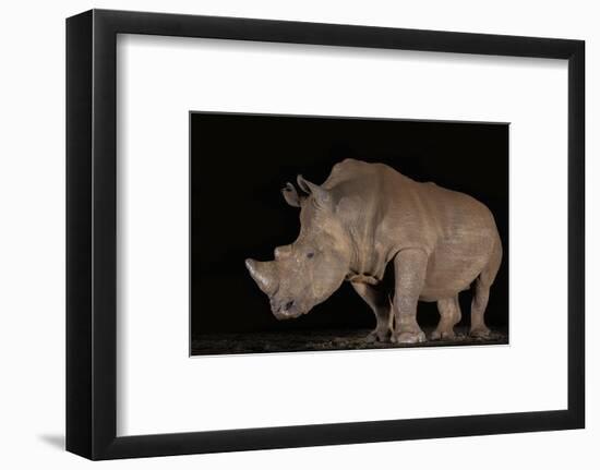 White rhino (Ceratotherium simum) at night, Zimanga private game reserve, KwaZulu-Natal-Ann and Steve Toon-Framed Photographic Print