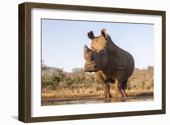 White rhino (Ceratotherium simum) bull at water, Zimanga private game reserve, KwaZulu-Natal-Ann and Steve Toon-Framed Photographic Print