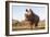 White rhino (Ceratotherium simum) bull at water, Zimanga private game reserve, KwaZulu-Natal-Ann and Steve Toon-Framed Photographic Print