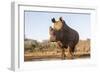 White rhino (Ceratotherium simum) bull at water, Zimanga private game reserve, KwaZulu-Natal-Ann and Steve Toon-Framed Photographic Print