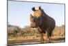 White rhino (Ceratotherium simum) bull at water, Zimanga private game reserve, KwaZulu-Natal-Ann and Steve Toon-Mounted Photographic Print