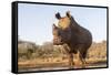 White rhino (Ceratotherium simum) bull at water, Zimanga private game reserve, KwaZulu-Natal-Ann and Steve Toon-Framed Stretched Canvas