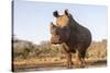 White rhino (Ceratotherium simum) bull at water, Zimanga private game reserve, KwaZulu-Natal-Ann and Steve Toon-Stretched Canvas