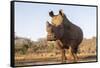 White rhino (Ceratotherium simum) bull at water, Zimanga private game reserve, KwaZulu-Natal-Ann and Steve Toon-Framed Stretched Canvas